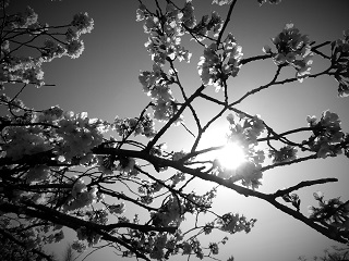 Cherry Blossoms